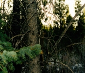 Montana1999  020
